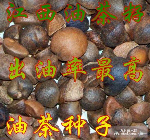 油茶籽，山茶籽