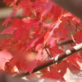 美國紅楓秋火焰、十月光輝、紅點、太陽谷