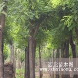 湖南株洲10--25公分國槐價格