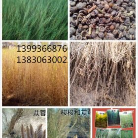 2015年火热预定梭梭树苗|预定红柳|新疆杨基地