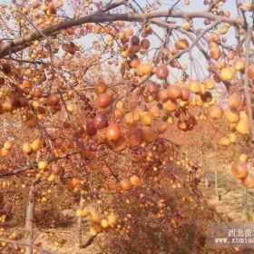 黃果海棠  草原之火  加拿大紅櫻  太陽李  海棠苗