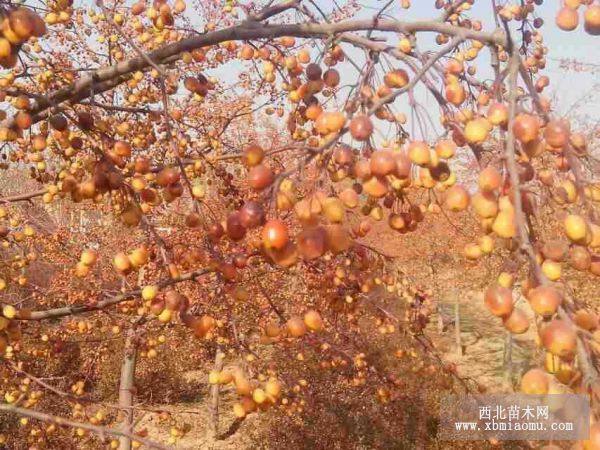 黄果  草原之火    太阳李