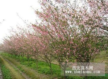 垂丝海棠基地，垂丝海棠价格