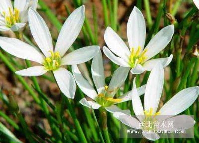 扶芳藤、红花醡浆草、金娃娃萱草