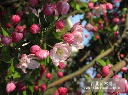 丁香樹苗|木瓜樹|絲棉木|紫葉李