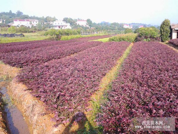 綠化小苗，色塊小苗，工程小苗