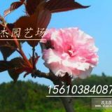 紅葉櫻花樹苗價(jià)格