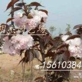 紅葉櫻花小苗價(jià)格