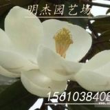 玉蘭小苗價(jià)格