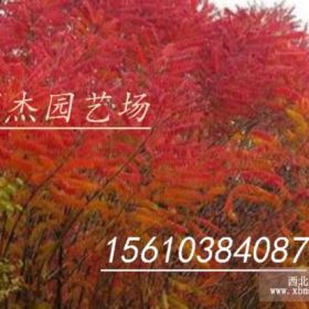 紅葉椿價(jià)格