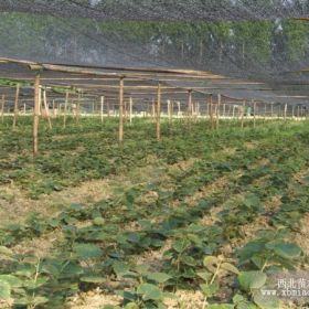 高品質(zhì)紅心果樹(shù)培養(yǎng) 純正紅心果育苗基地 優(yōu)質(zhì)紅心果育苗基地