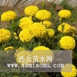 批發(fā)萬(wàn)壽菊，紅花醡槳草，玉簪蔥蘭