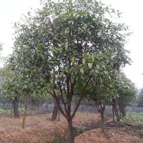 浏阳桂花树供应?浏阳桂花小苗批