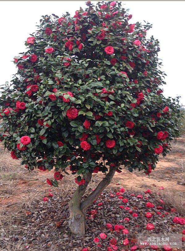 嫁接茶花