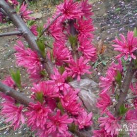 菊花桃 金鏈樹(shù) 滿天紅 木瓜海棠