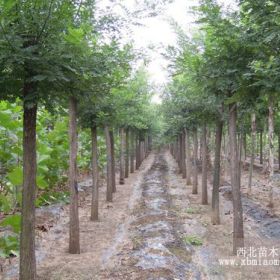 饅頭柳榆葉梅西府北美海棠垂柳國(guó)槐