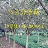 高桿紫薇,貴州紫薇供應(yīng),紫薇基地