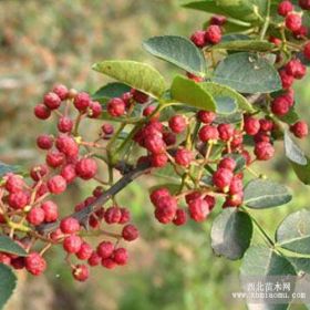 河南花椒苗山西花椒苗江苏花椒苗陕西花椒苗宁夏花椒苗甘肃花椒苗