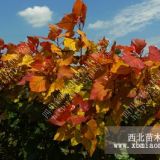 銅陵“紅霞楊”金紅楊-彩楊農(nóng)林