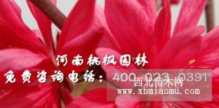 優(yōu)質(zhì)龍柱碧桃全紅楊嫣然菊花桃大量