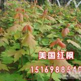 山東美國紅楓秋火焰，富華紅楓園林