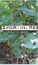 供应；山西0.1