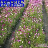 雛菊、雛菊價格、雛菊供應(yīng)