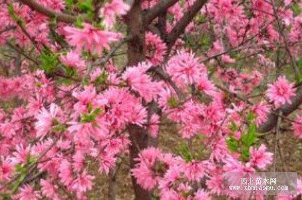 菊花碧桃樹苗