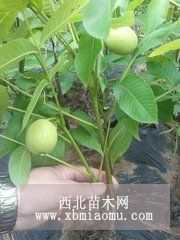 辽核核桃苗供应|香玲核桃苗价格