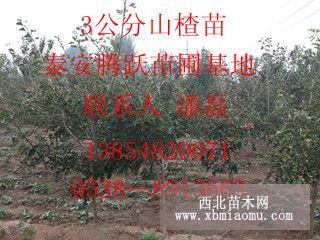 山楂树苗/山楂树苗品种/山楂树苗价格/山楂树苗基地