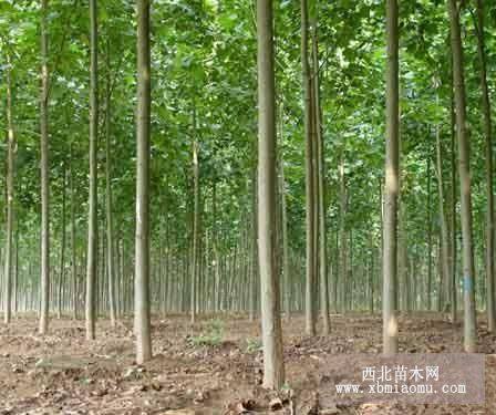 山東白蠟價格