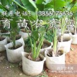 供應(yīng)規(guī)格齊全高品質(zhì)植樹袋 美植袋