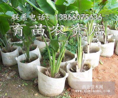 植樹(shù)袋 美植袋