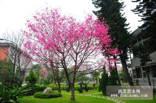 福建山櫻花