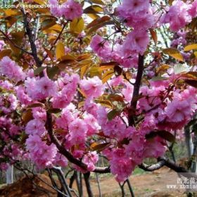 紅葉櫻花小苗