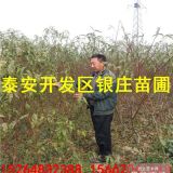 山东桃树培育基地销售突围桃树苗价