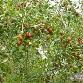 大紅棗棗樹(shù)苗 大紅棗棗樹(shù)苗品種