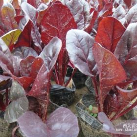 山東冬季草花紅葉甜菜