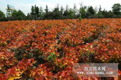 武汉“红霞杨”金红杨，金黄杨