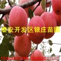 苗木之鄉(xiāng)蘋果樹(shù)種植基地 蘋果樹(shù)苗