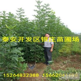 白蜡树种植基地供应白蜡树价格