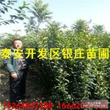 大叶女贞种植基地供应大叶女贞价格