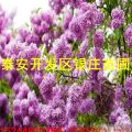 丁香樹種植基地供應(yīng)丁香樹價格