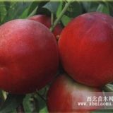 桃苗|果農(nóng)種植大棚桃苗新品種