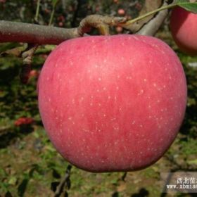 紅將軍蘋(píng)果樹(shù)苗/紅將軍蘋(píng)果樹(shù)苗