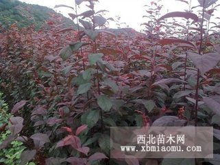 獼猴桃 油松 紅花槐 皂角