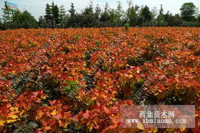 淮南红霞杨，金红杨价格