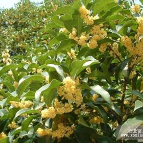 南陽(yáng)桂花苗、周口桂花苗