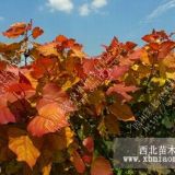 重慶“紅霞楊”Ⅰ號(hào)（金紅楊）