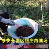 皂角树种植基地 皂角树苗价格